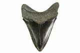 Fossil Megalodon Tooth - South Carolina #149409-1